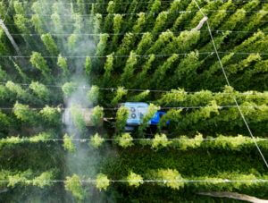 food_pesticides_article_300x 227px.jpg