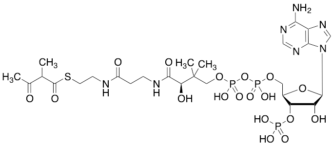 2-Methylacetoacetyl CoA