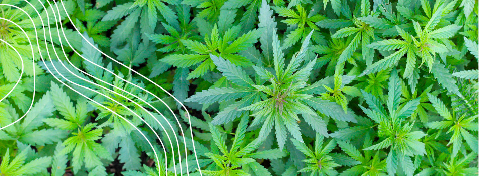 DRE-TIER1-Cannabis_2-950x350.jpg