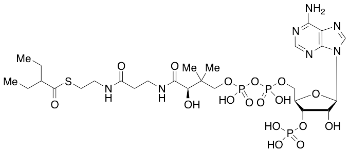2-Ethylbutyryl Coenzyme A
