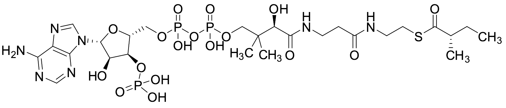 (R,S)-2-Methylbutyryl-CoA