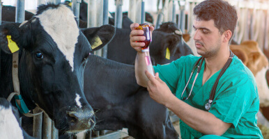 cattle-vet-386x200.jpg