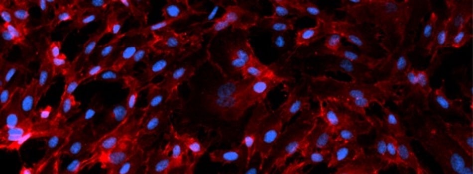 Component 1 primary cells_950x350-min.jpg