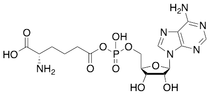 L-2-Aminoadipate Adenylate