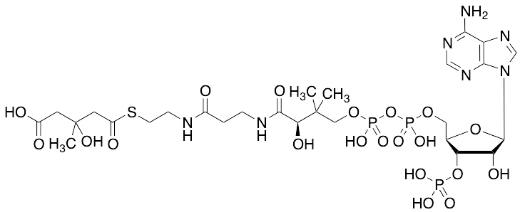 HMG-CoA