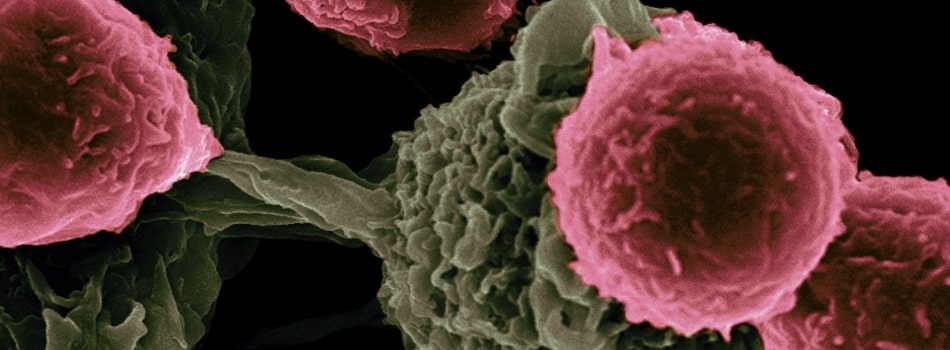 Component 2 immune cells_950x350-min.jpg