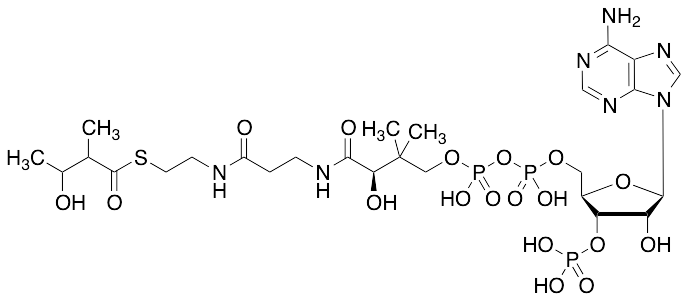 3-Hydroxy-2-methylbutyryl-CoA