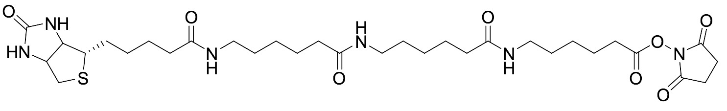 N-Biotinylcaproylaminocaproylaminocaproyl N-Hydroxysuccinimide