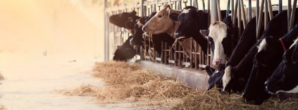 vet-residues-wp-banner-950 x 350px.jpg