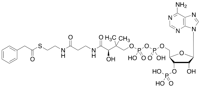 Phenylacetyl CoA