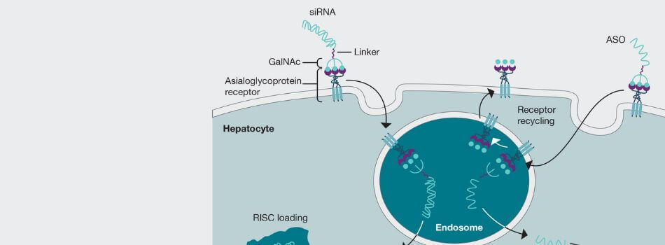 Compounds for oligonucleotide analysis and therapeutic research ...